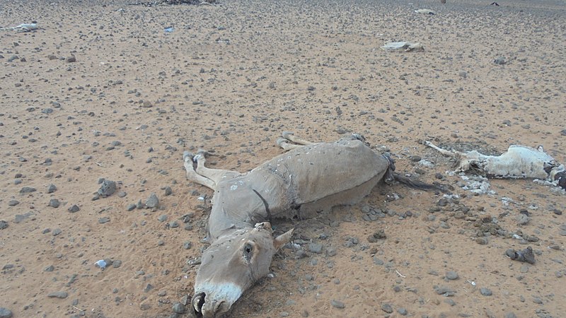 "The impacts of the biting droughts during the dry spells resulting into the death of even the drought resilient animals" in Kenya 2017. By Sangonda. "African People at Work" via Wikimedia Commons.