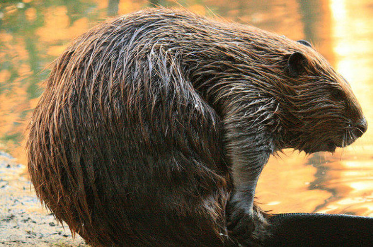 beaver image