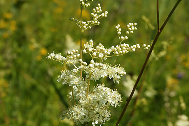 meadowsweet