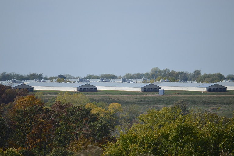 CAFO hog farm