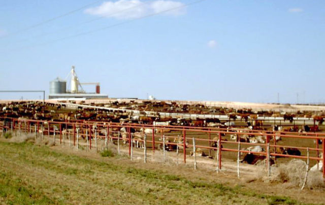 CAFO cattle feedlot