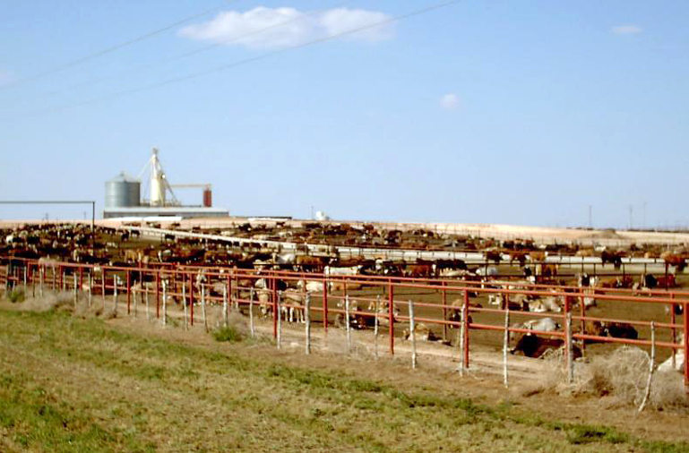 CAFO cattle feedlot