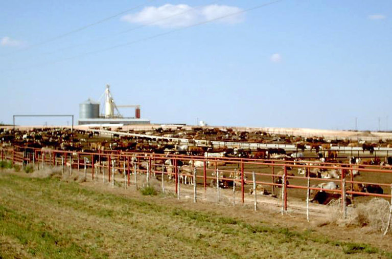 CAFO feedlot