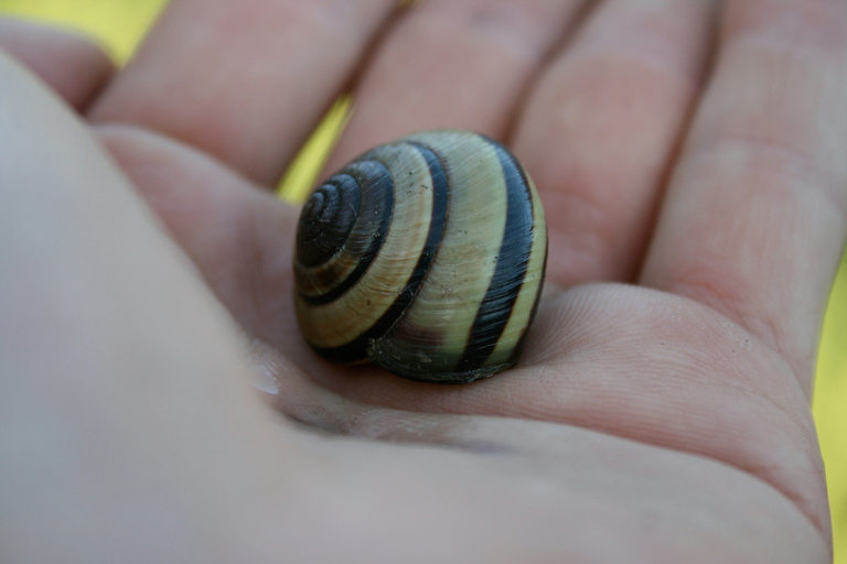 Snail