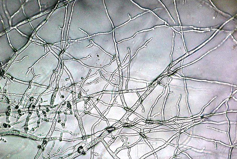 mycelium