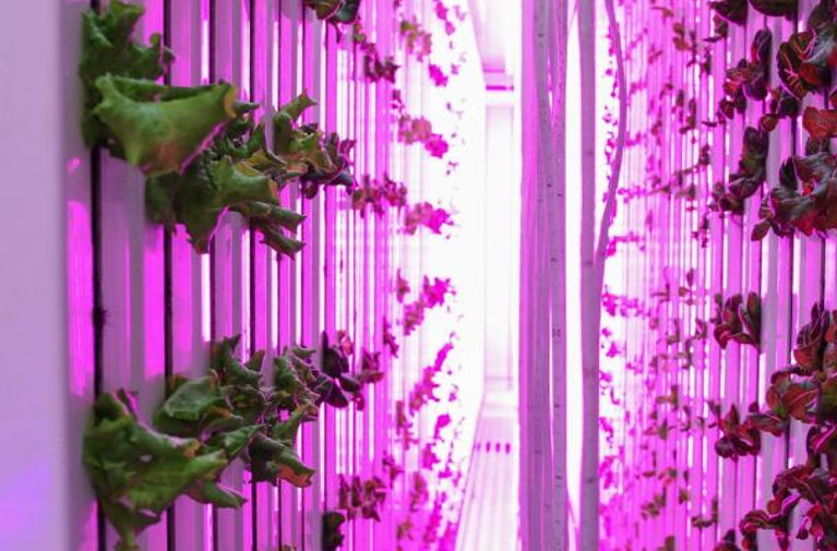 indoor farming