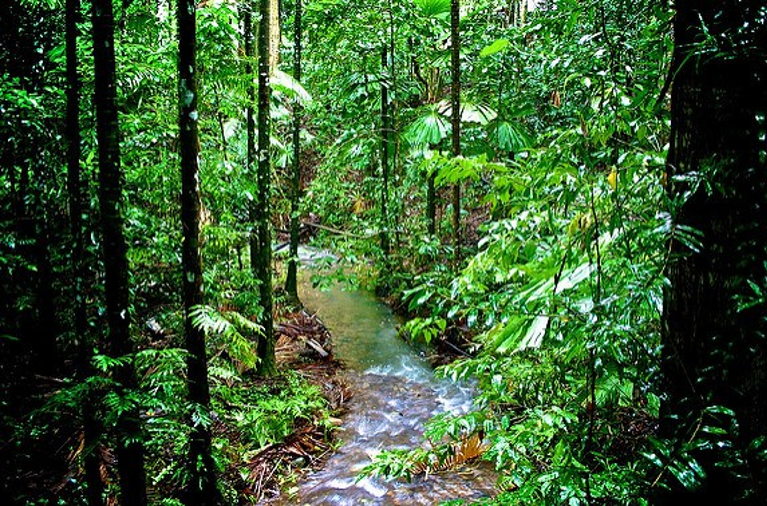 Rainforest