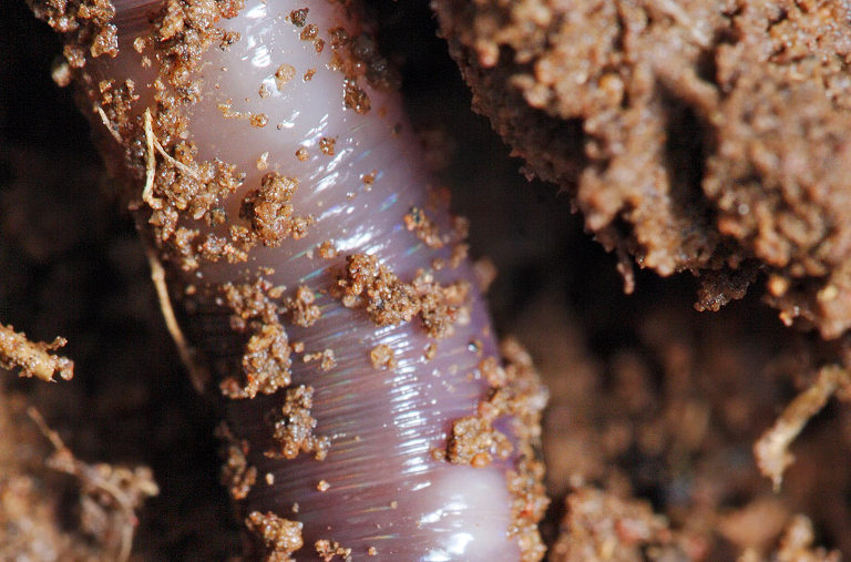 Earthworm