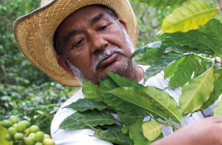 Coffee farming