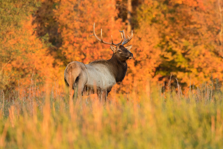 elk