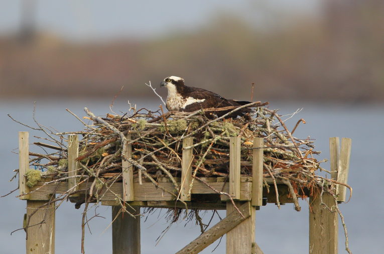 ospreys