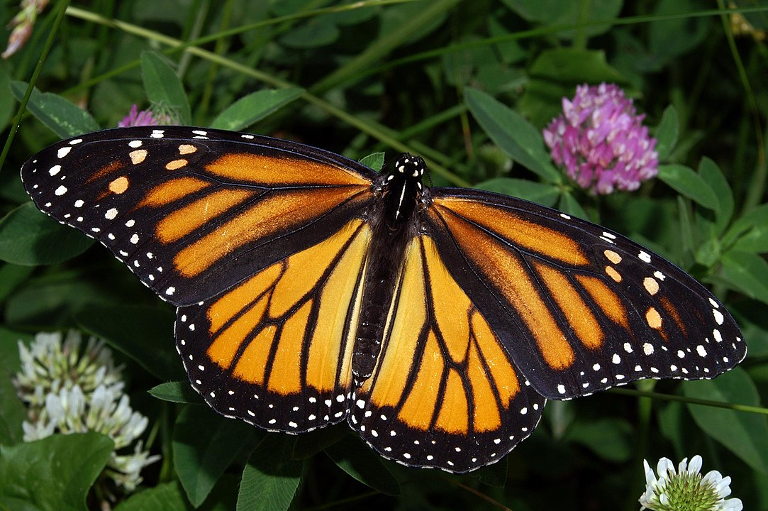 monarch butterflies