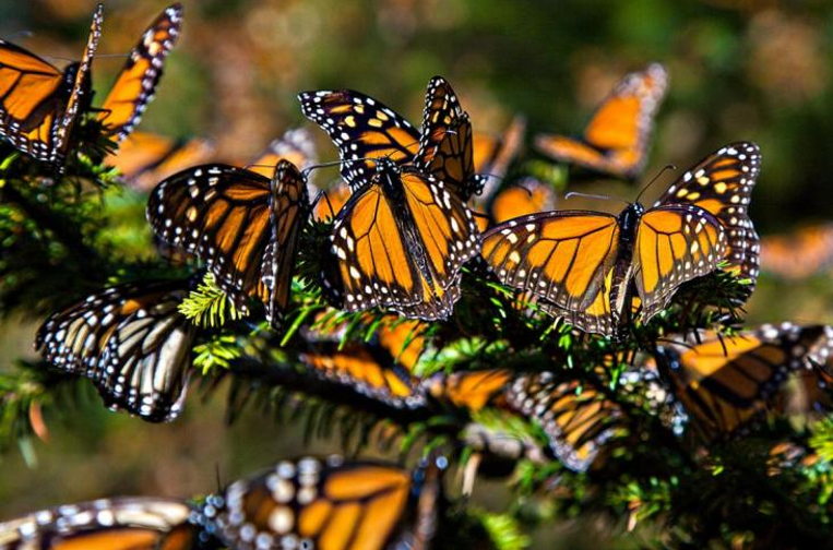Monarch butterflies