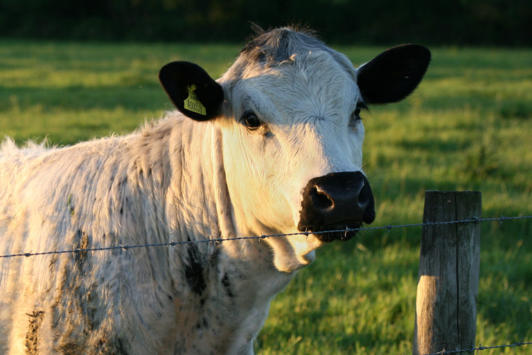 British White cow