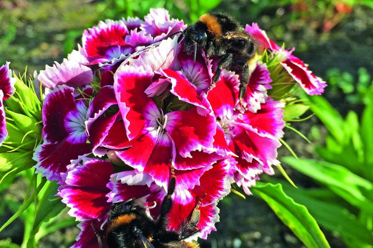 Bees on Sweet William