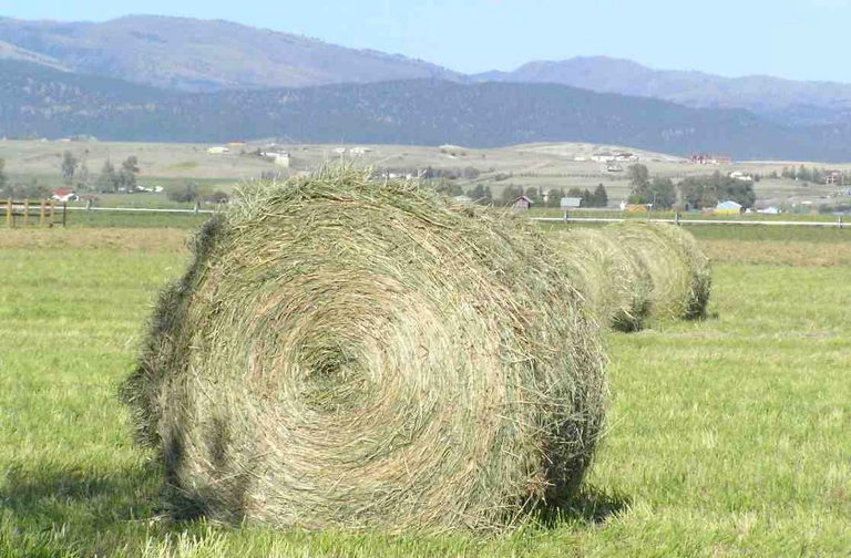 Round hay bales