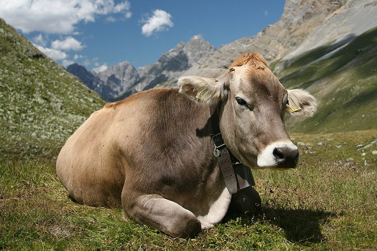 Swiss cow