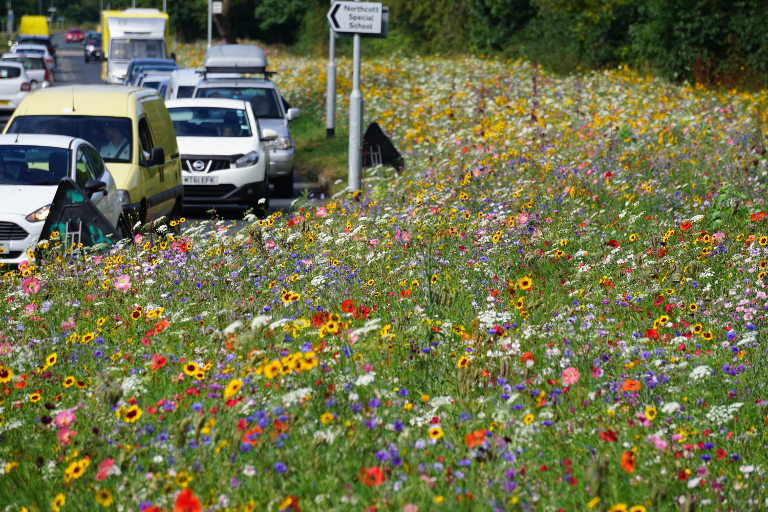 wildflower meadows