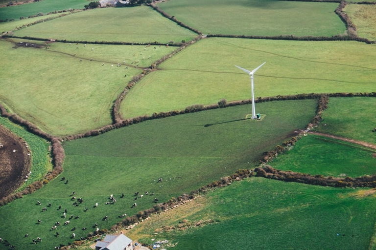 sheep and windmill