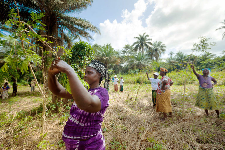 Women tend trees in Guinea