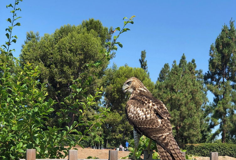 Owl in garden