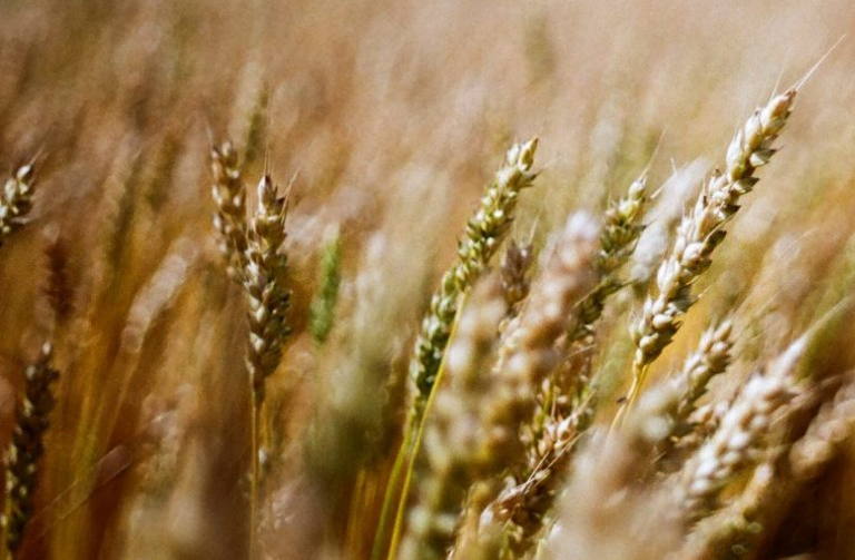 wheat