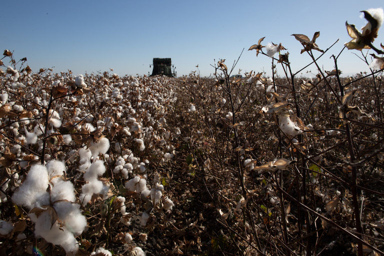 Cotton fibershed