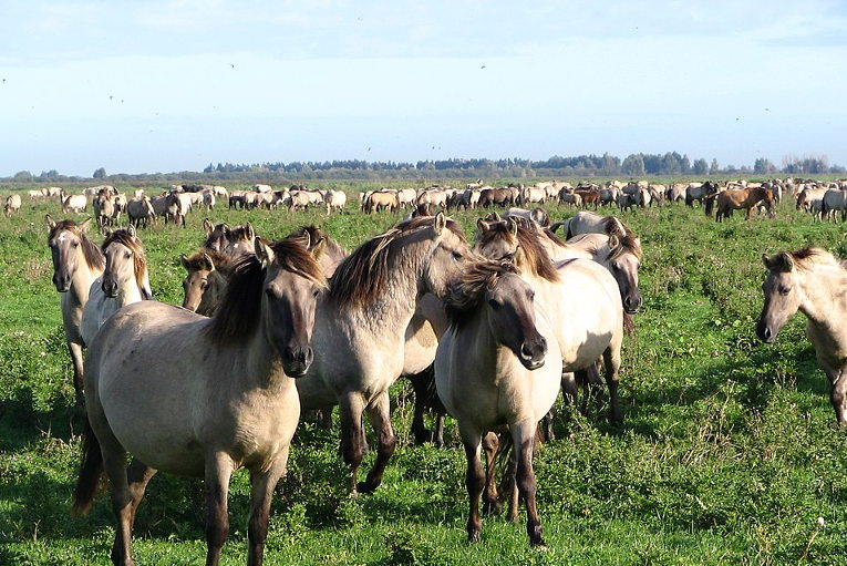 Rewilding in the Netherlands