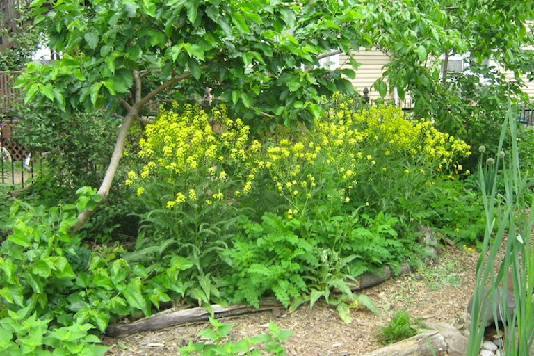 Food forest farm