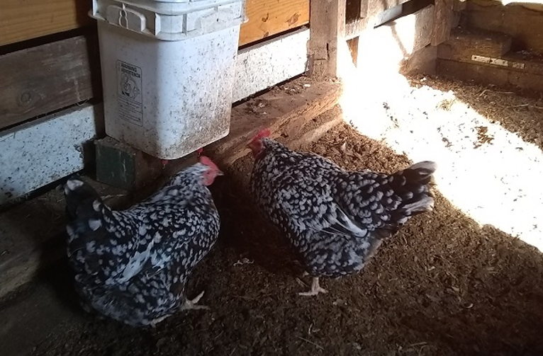 chickens drinking