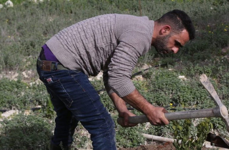 Tree planting in Palestine