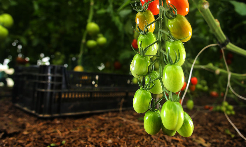 regenerative-farming-agriculture-freedom-food-farm