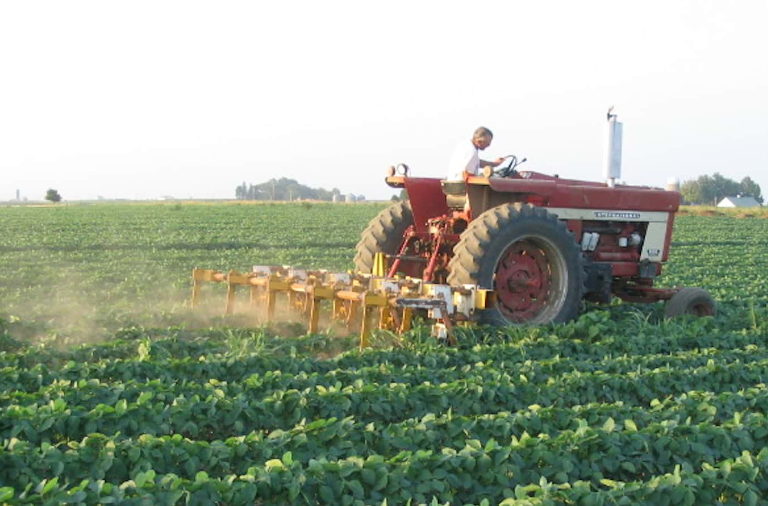 Rosmann organic farm