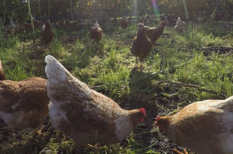 regenerative poultry project