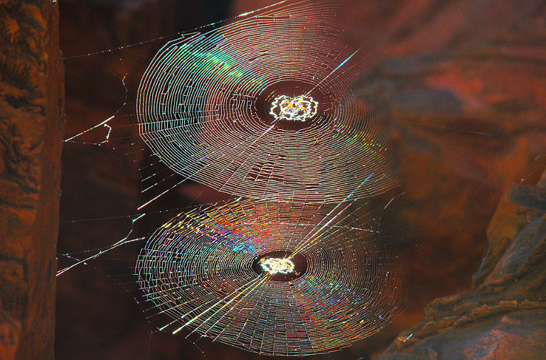 spider webs