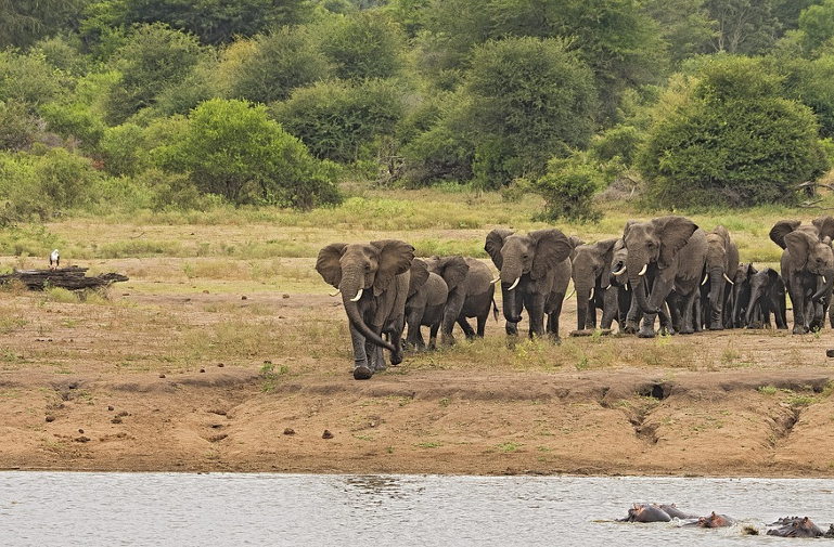 elephant stampede