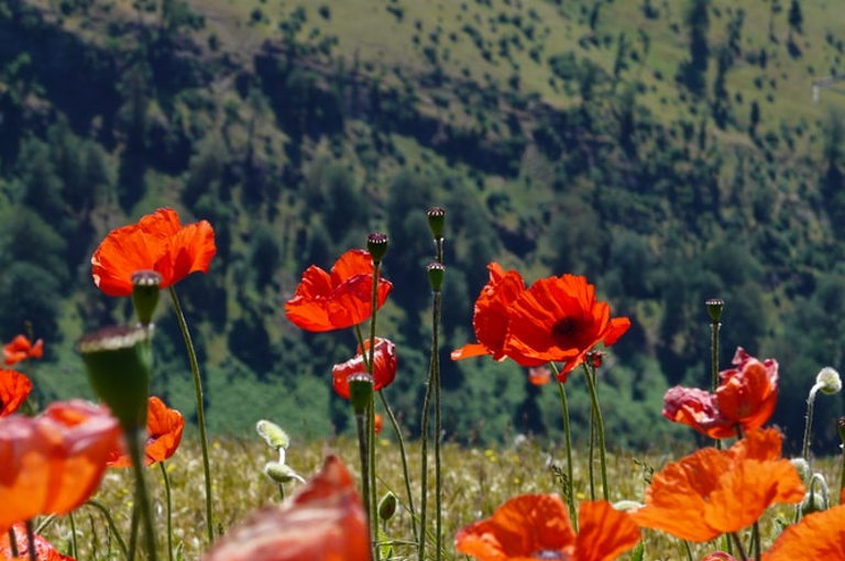 poppy flowers
