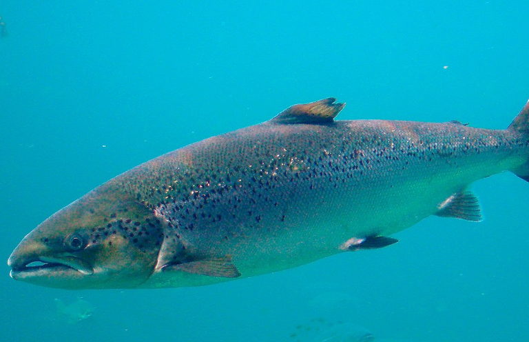 wild salmon