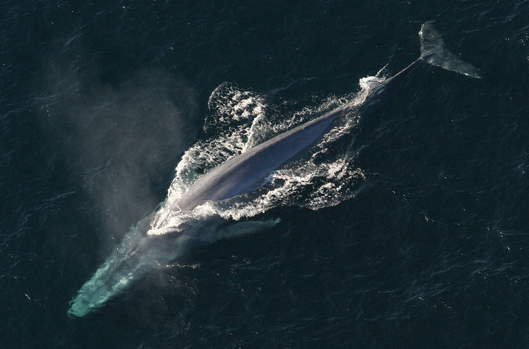 Blue whale