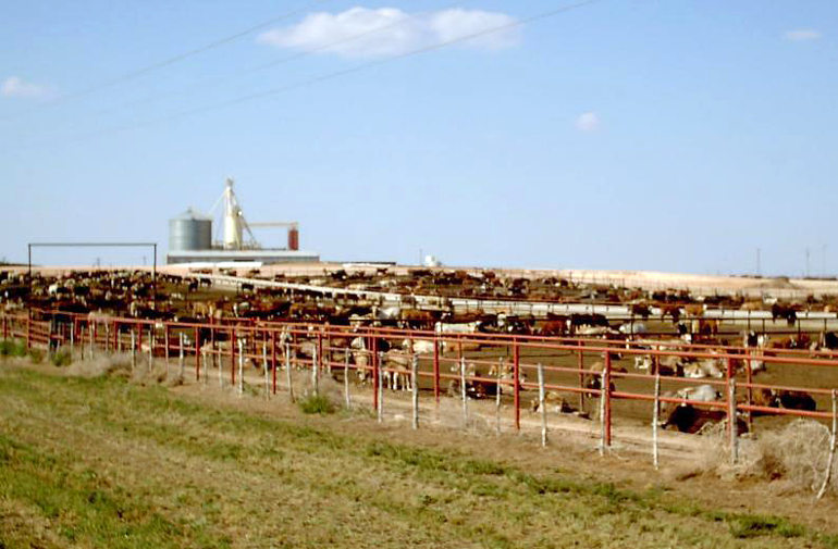Cattle feedlot