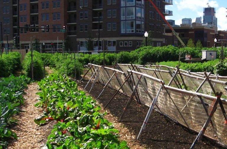 Chicago urban farm