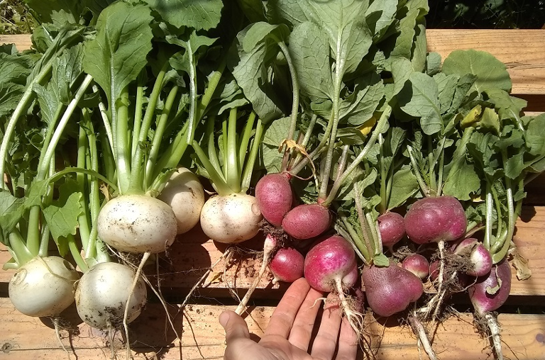 salad turnips