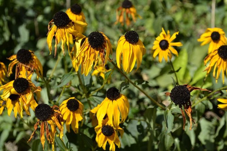 Orange coneflowers (Rudbeckia fulgida), faded through the summer heat of 2011.
