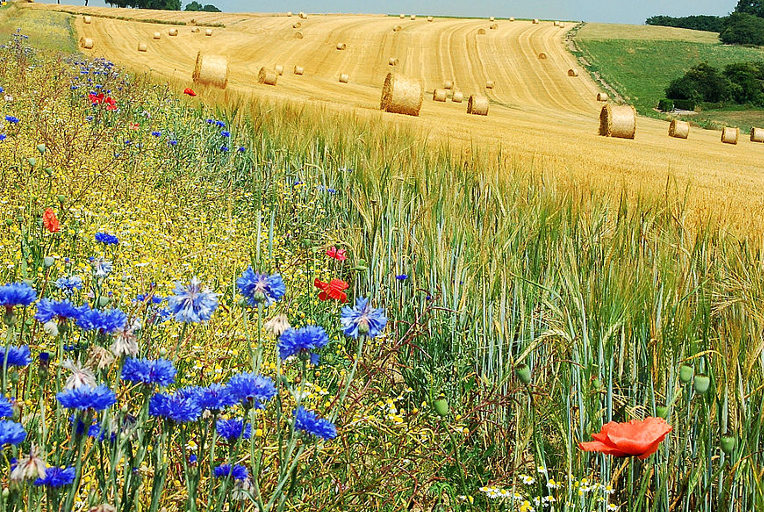 Regenerative agriculture