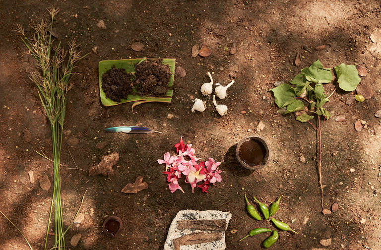 Cotton farming in India