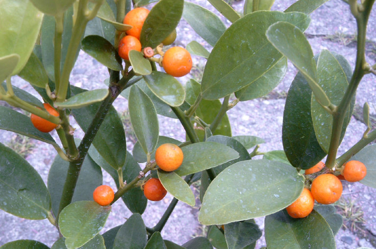 cumquats