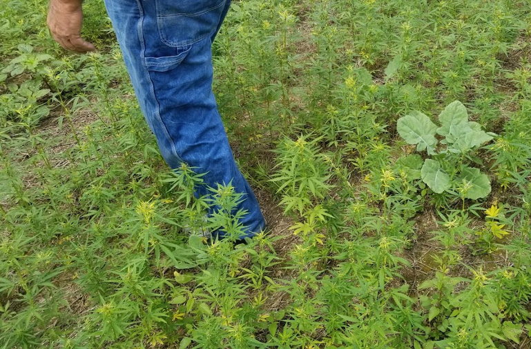industrial hemp field