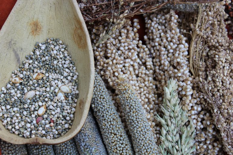 African millet seeds