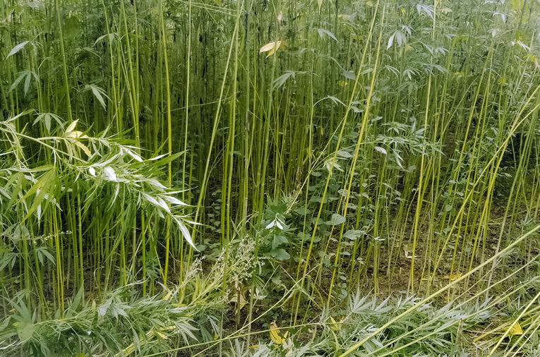 Hemp Harvest