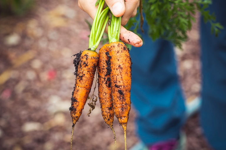 Organic carrots